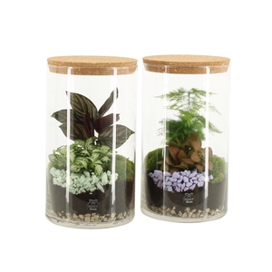11691: Consideration terrarium