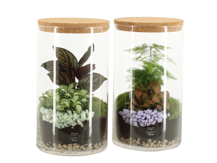 <h4>11691: Consideration terrarium</h4>