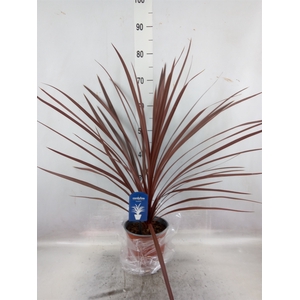 Cordyline austr. 'Red Star'