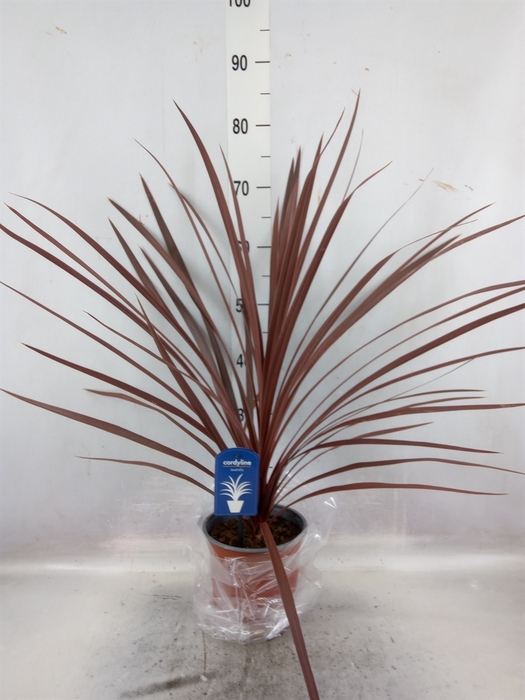 Cordyline austr. 'Red Star'