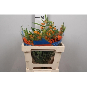 Ascl Tuberosa