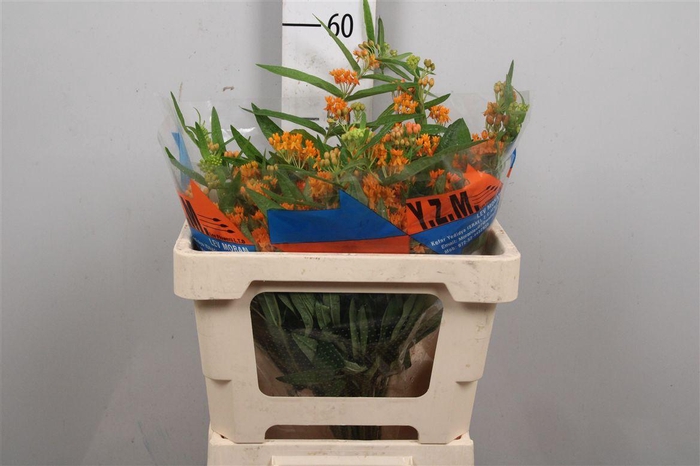 <h4>Ascl Tuberosa</h4>