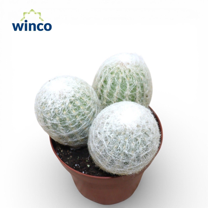 <h4>Espostoa Lanata</h4>