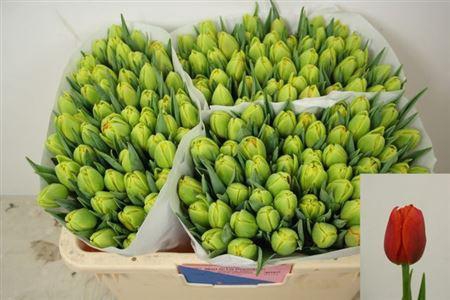 <h4>Tu Du Icoon</h4>