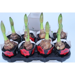 AMARYLLIS P14