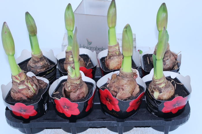 AMARYLLIS P14