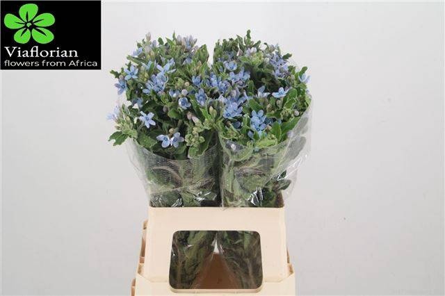 <h4>OXY CO TAN PURE BLU</h4>