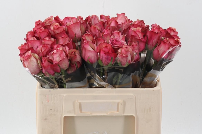 <h4>R Gr Vintage</h4>