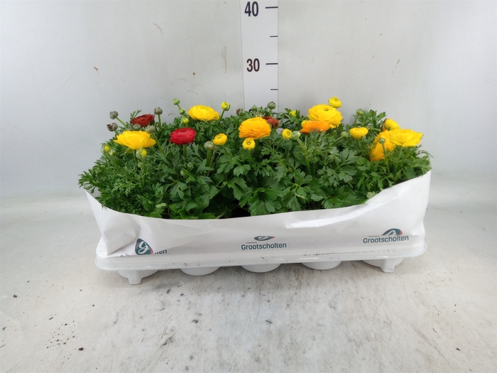 <h4>Ranunculus  'Sprinkles Dwarf'  .mix</h4>