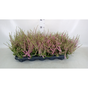 Calluna vulg. Allegretto