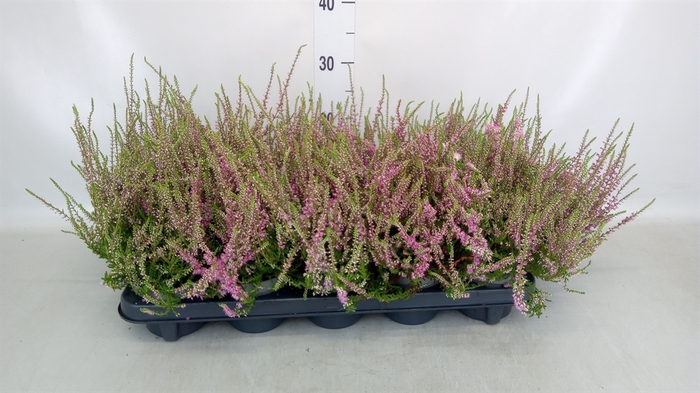 <h4>Calluna vulg. Allegretto</h4>