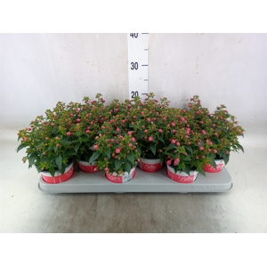 Fuchsia  'Bella Fuchsia Evita'