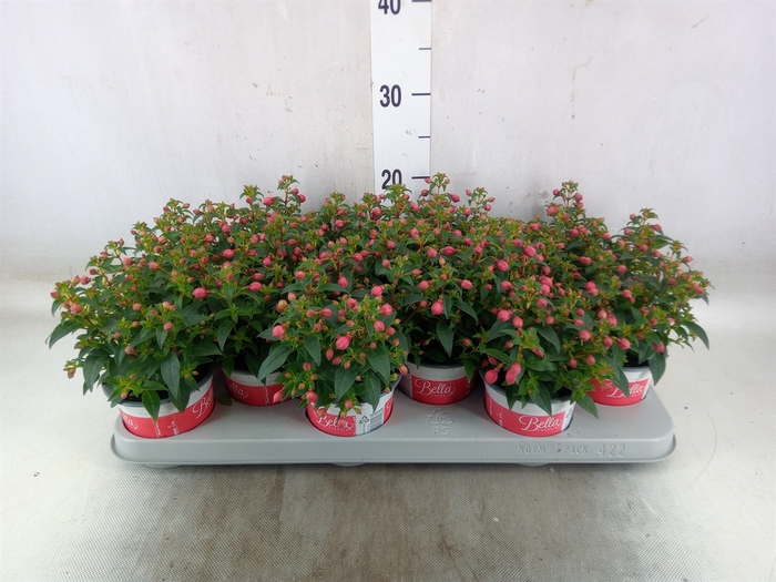 <h4>Fuchsia  'Bella Fuchsia Evita'</h4>