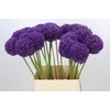Allium Ambassador