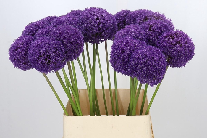 <h4>Allium Ambassador</h4>