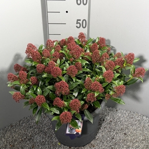 SKIM JA GODRIE DWARF