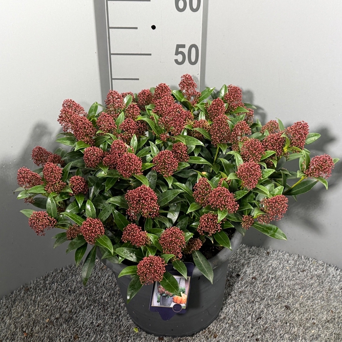 <h4>SKIM JA GODRIE DWARF</h4>