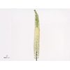 EREMURUS OBELISK