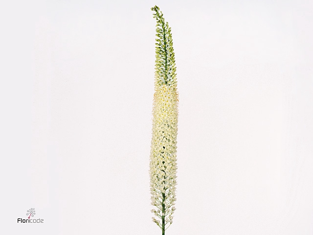 EREMURUS OBELISK