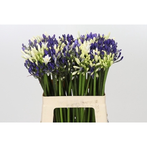 Agapanthus Mix