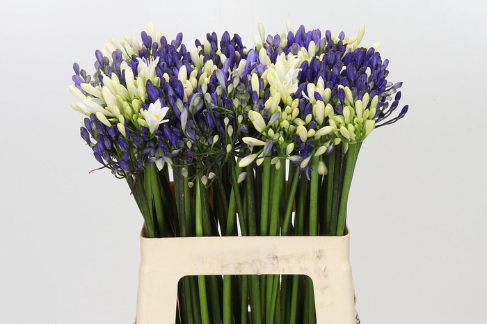 <h4>Agapanthus Mix</h4>