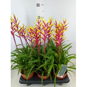 Guzmania  'Misty'