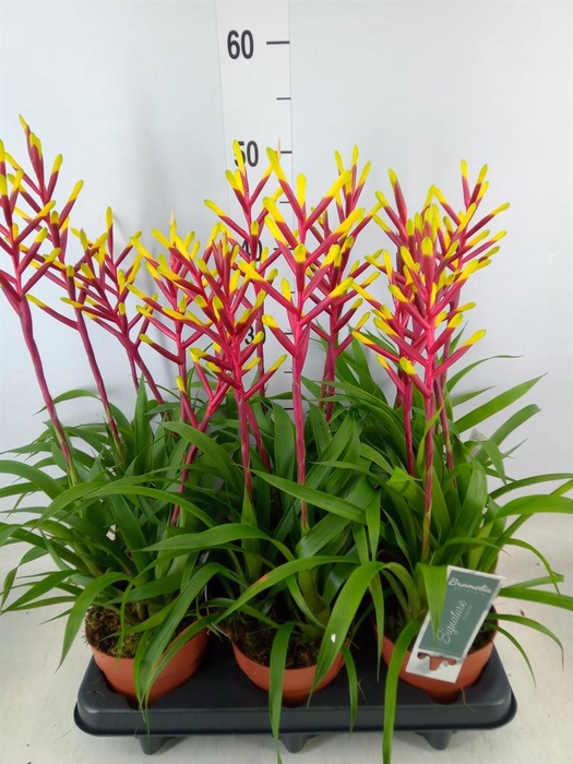 <h4>Guzmania 'Misty'</h4>