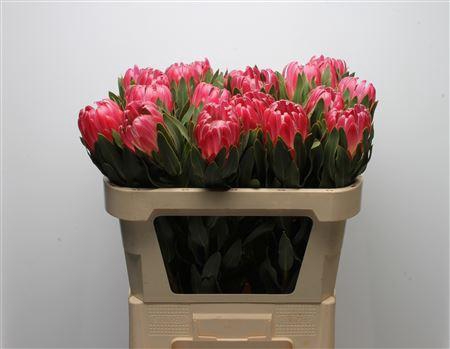 <h4>PROTEA BRENDA</h4>