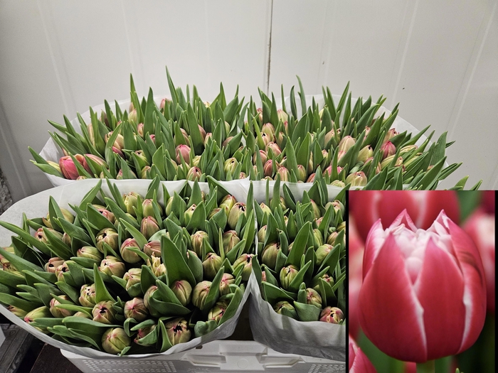 <h4>TU DU COLUMBUS</h4>