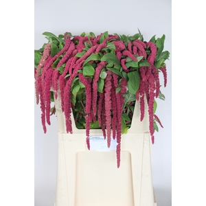 AMAR CA RED CORD
