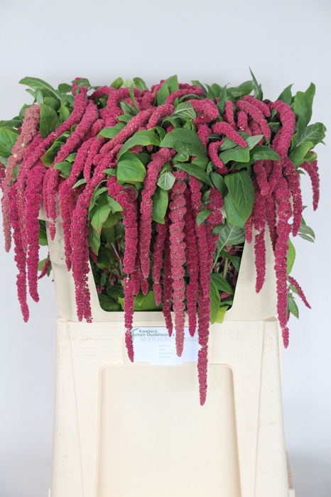 <h4>AMAR CA RED CORD</h4>