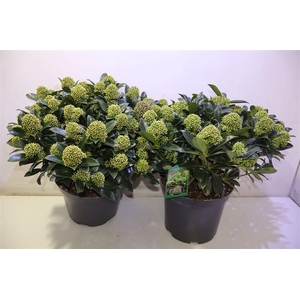 arr8 Skim J White Globe