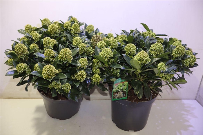 <h4>arr8 Skim J White Globe</h4>