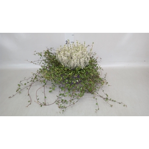 Calluna vulg. 'Garden G' ..mix