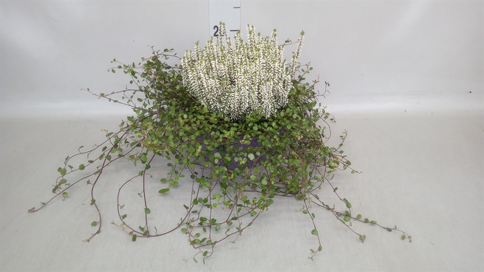 <h4>Calluna vulg. 'Garden G' ..mix</h4>