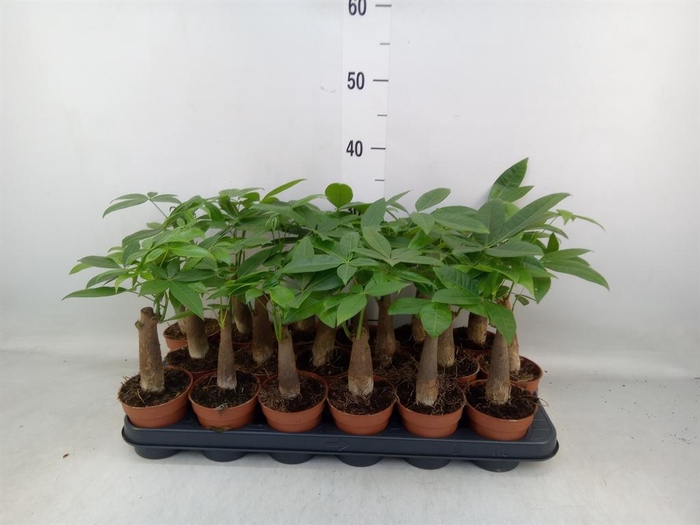 <h4>Pachira aquatica</h4>