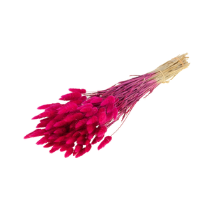 Lagurus Ovatus Cerise