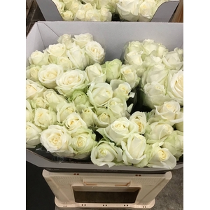 R Gr Avalanche+ A Van Der Berg A2