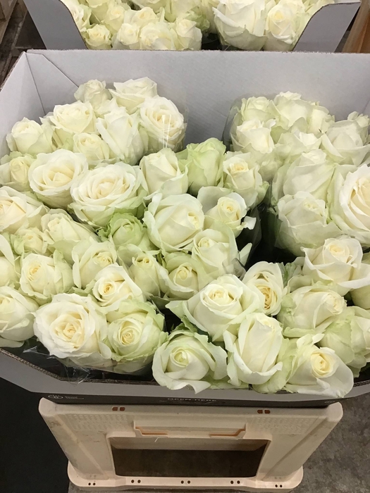 R Gr Avalanche+ Sk Gold