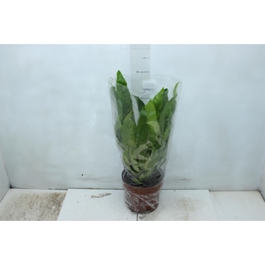 ASPLENIUM OSAKA LISO P17