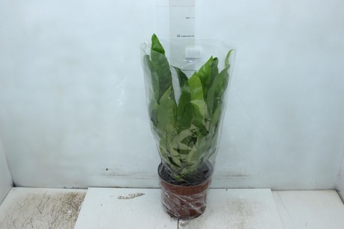 <h4>ASPLENIUM OSAKA LISO P17</h4>