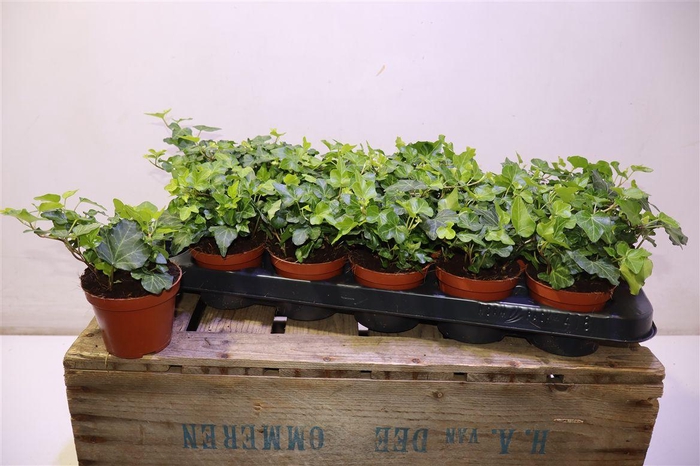 <h4>Hed He Wonder</h4>