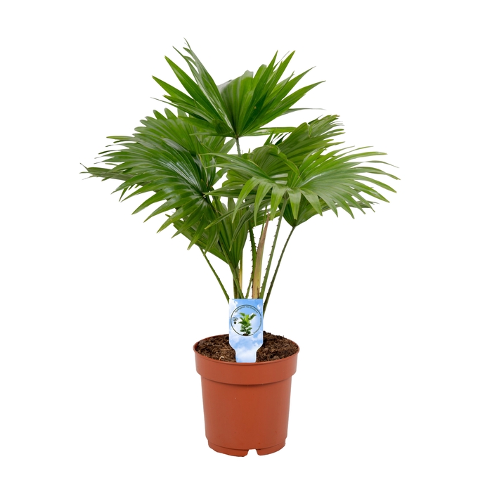 <h4>Livistona rotundifolia 14cm Lucht zuiverend</h4>