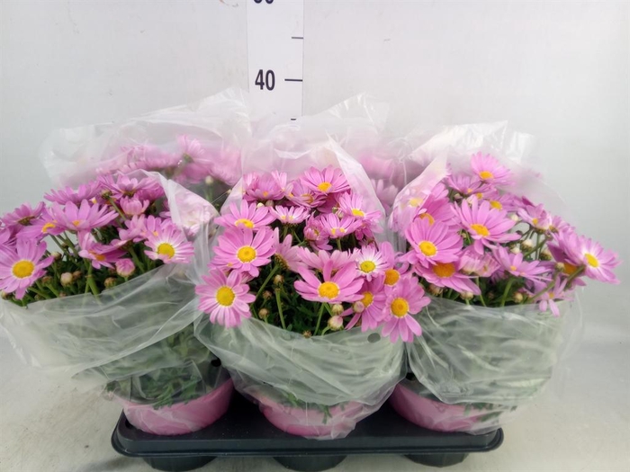 <h4>Argyranthemum   ...</h4>