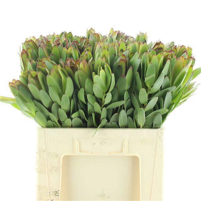 <h4>LEUCAD SAF GOLDSTRIK</h4>