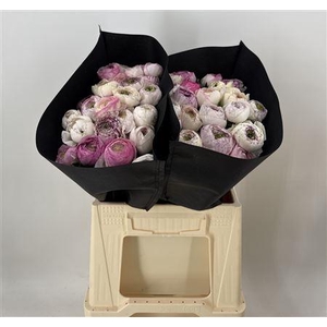 Ran Eleg Sup Striped White