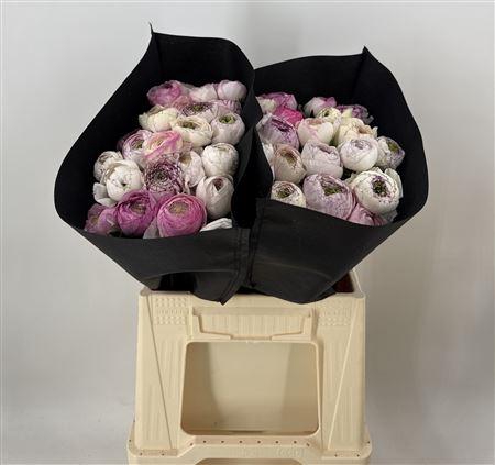 <h4>Ran Eleg Sup Strped White</h4>