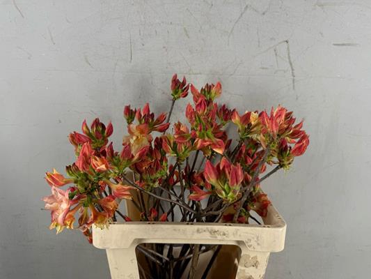 <h4>Rhodo. Dubbel Zalm</h4>