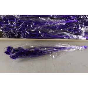 DF Dipsacus Purple Bs 130g