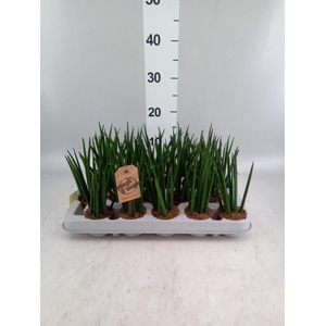 Sansevieria bacularis